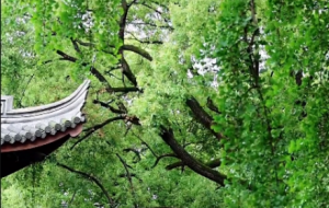 �S�ģ��G�����������s��޹�L(f��ng)������