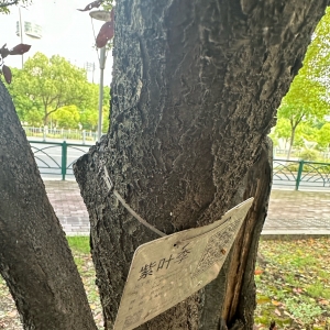 �۾��f(shu��)��(sh��)�ı�Ƥ�ǂ�ݔ�B(y��ng)�ֵģ������ǂ�(g��)��������֪�������@ô��