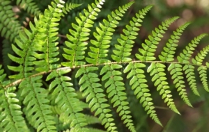 ���R�^��׽��߅�����ã��G��ꎝ������L