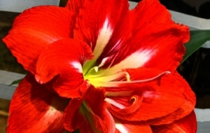 �W�ѕ񻨣�ӛ���피t�ĳ��L���ĺ������ŵ�ͤͤ����