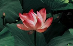 �z���p�ɣ��ɻ�ŭ�ţ��L��ɏ�㣬��������������