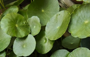 Ŀ�ⶨ��С�^������ֲ������C�c����