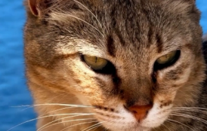 �̺��{�������ȿɐ۵�؂��؈���R�^