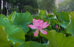 ��ꎽ^���p�ɵأ��o�o�`�� �S�L�uҷ