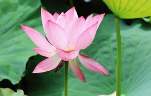 �z���R�µĺɻ����y��������Ҋ