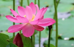 ���ɻ������£��S�L�uҷԊ���