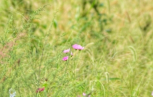 �l�F����֮�����R�^��·߅�Ļ����ݲݽԄ���