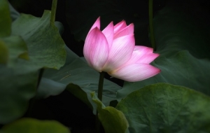 �R�^�µ������������̎��M�磡�����p�������r