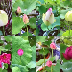 ���ÿ����ɻ�չ��������ɫ��׌�����B����~