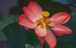 �z���S�ģ��ɻ���M���������뮋��