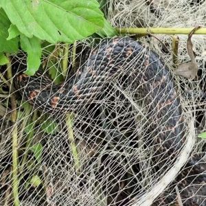 ��������a�n�ߵ�Ʒ�N�����N�X�a���M·������߄ٵĈ��������n�Σ�