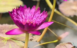 ���л����ӣ��ɻ��c˯ɏ�Ąe���L��