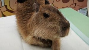 ����W�F(xi��n)��Ƥ�������ȵ��o(w��)���԰�