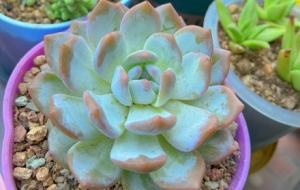 �ҵĶ����܊��һ��������ƺ�����Ԓ���f(shu��)�����I(m��i)