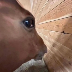 Փ���ﶼ�f�l(xi��ng)�°���ϲ�µİל���óԣ��䌍(sh��)�����Ǯ�(d��ng)��(ch��ng)�������ģ�����֮��Ҳ�Ǹ��N�{(di��o)�� ...