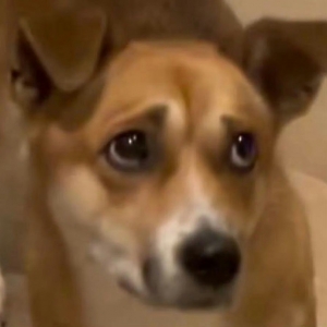 ���и������������f�������д���ģ�Ӱ���Ϣ�������ώ��������X�o��