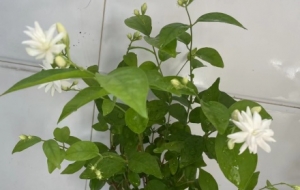 �W�ѕ������~��ïʢ����������