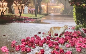 ���ɽ�軨ʢ��������Ȼ�����Mʢ��