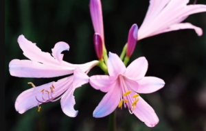 ���Cӛ䛱˰������L��Ҋ����Ҋ�~����Ȼ�����G��