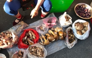 �طN������С�h���F�Σ����F��ţ�⡢�Z�������ɣ��´�߀����