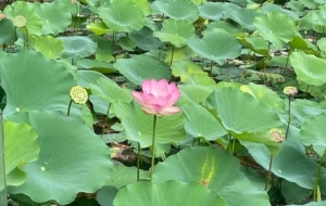 �S�ģ��ú��ε���Ƭ����������(g��)����