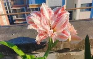 �(y��ng)�_(t��i)����피tȫ�_(k��i)�ˣ���(g��)��(g��)����ɫ�G���_(k��i)������