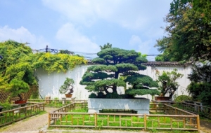 Ʒ�p�ŵ�@�֣�������ľ��ï������ˮ�l(xi��ng)��ɫ