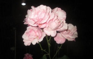 �S�����D������������߼��e������