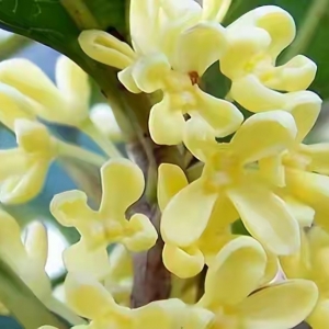 ��������Ĺ����ƺ������L(f��ng)��ɢ���S��ط��Ĺ𻨘�֦���~ï���sΨ��(d��)��Ҋ���_