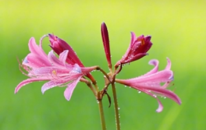 �����޶������ɚ�ʮ��ķ�ɫ�˰�����