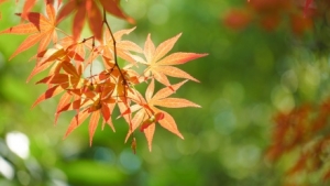 ��ꎼ������أ��ػ�30��