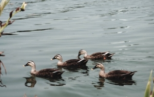 ΢�L(f��ng)��Ѭˮ�uů��Ⱥ����ˮ�S����