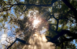 ��(d��ng)��(sh��)�����϶��_(d��)��Ч��(y��ng)����(m��ng)�ö�Ψ�������ɾ�