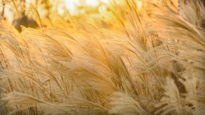 ����+���L����������A�y