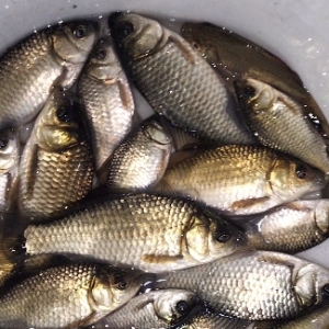 ҹ��՗U���ի@�M�M���治�e(cu��)