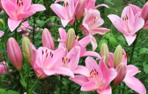 �s��÷�@�ٺϻ����r�G�ZĿ��������