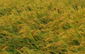 һ������sһ���L��������