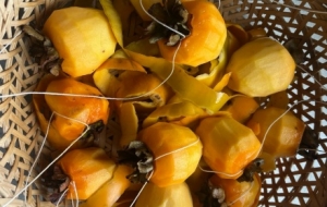 �W�ѕ�����������N�N������Ҹ�ζ