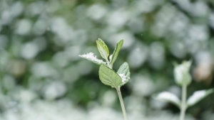 ����Сѩ����ꎽ���������