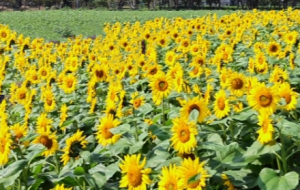 ������ʻ���������һ��������ķ������\