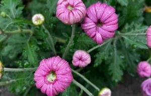 �S���ģ����ĴҴ��ϰ�·��һ·�L��o����