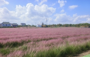 ����y�Ӳݷ۳�һƬ�������պó�Ƭ