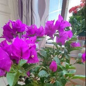 �_�������ٿ���������÷