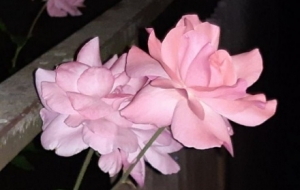 ҹ�Ļ��ܣ�����ҷ����`������֮��