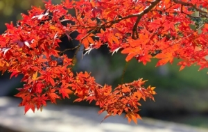 ���յ�����ɫ�ʣ����~�޶��{ɫ�P�@�G�Ͼ�