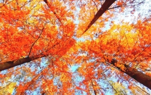 �Ŀ��R�^�µ���ꖣ����ծ����Σ��������箋