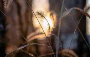 ������Ĺ�β�Ͳݣ���һ�z�󏊵Ě�Ϣ