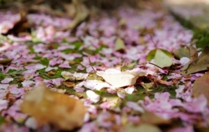 ��һ�����g�����S��ʒɪ������Ľ^����Ļ