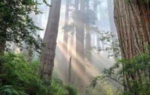 ���_��Ч��(y��ng)�����c��Ȼ������ӣ��o������������