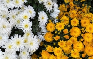 �Ŀ��p�գ�Ī������ٻ�˥��һĨ����ջ��_